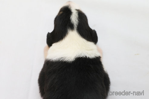 成約済の神奈川県のボーダーコリー-342035の2枚目